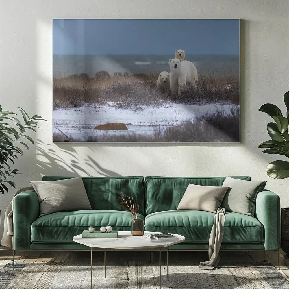 Wall art Mother bear with cubs, Hudson bay in the background by Giorgio Disaro