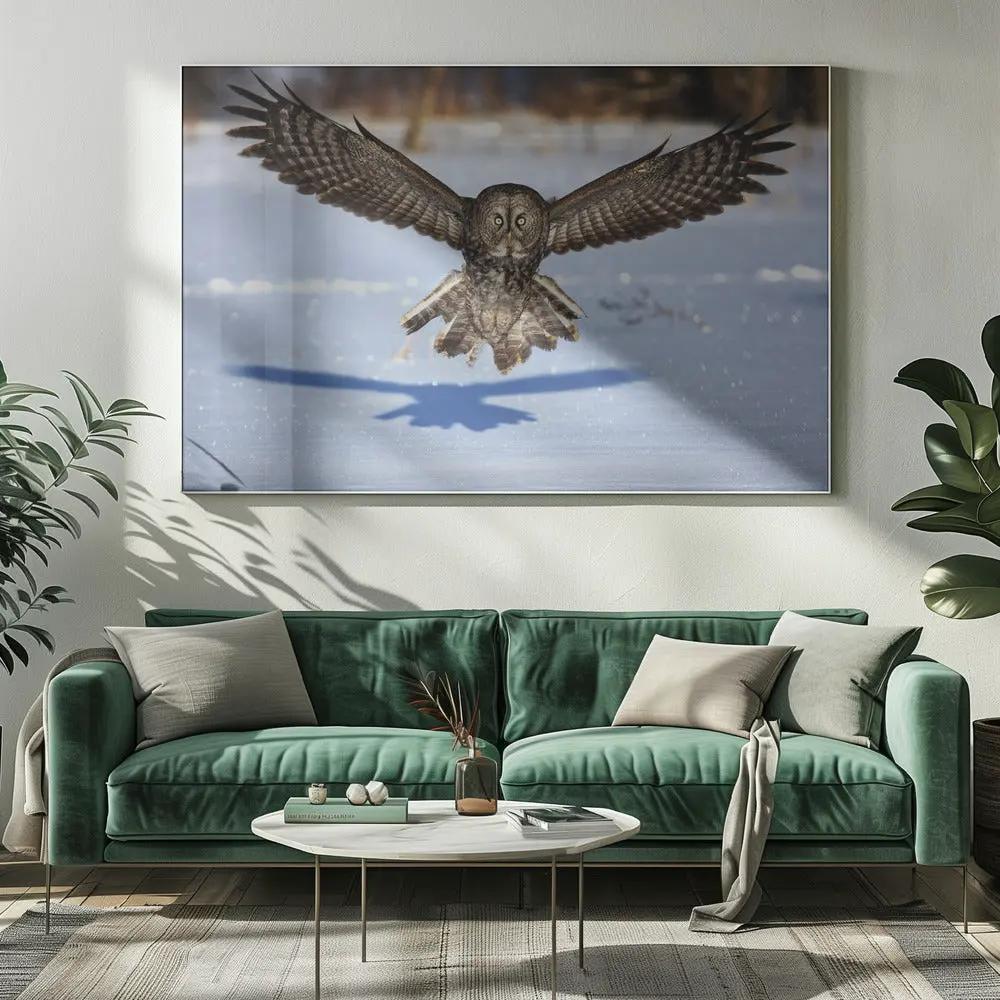 Wall art In your face - Great Grey Owl by Jim Cumming