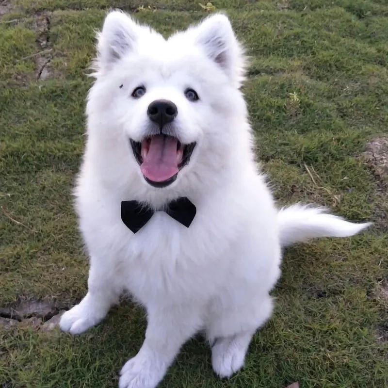 Pets Dog-Cat Bow Tie Adjustable by Tux-USA