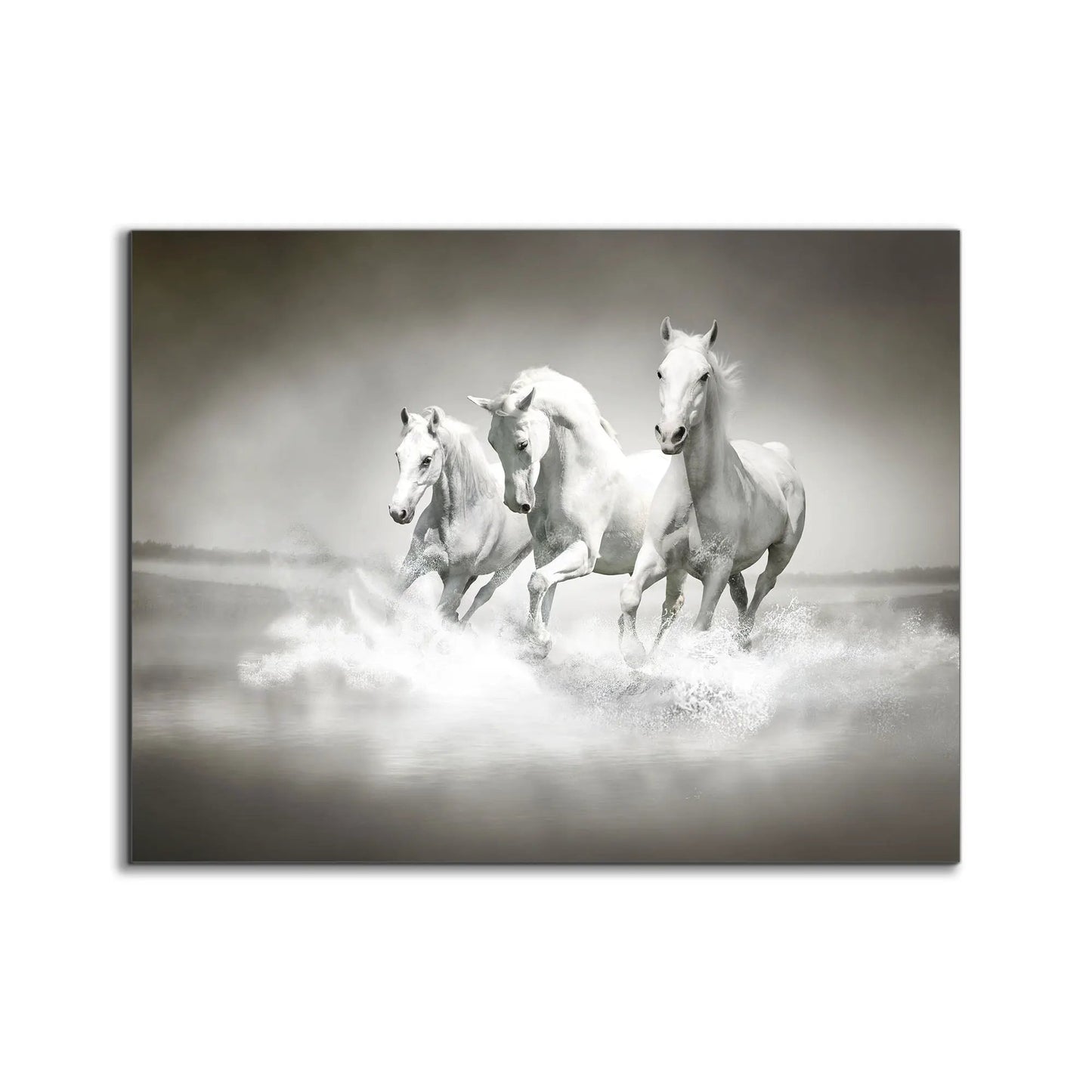 Black and White Stallions - Animal Print Canvas-Fine Art by Gtaart.ca