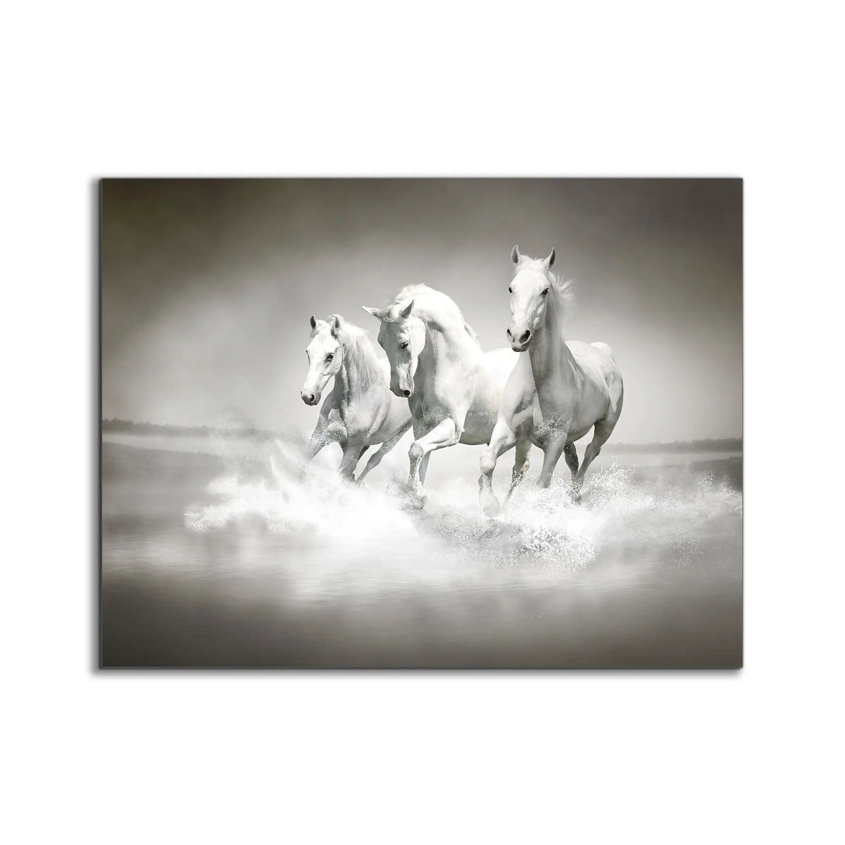 Black and White Stallions - Animal Print Canvas-Fine Art by Gtaart.ca