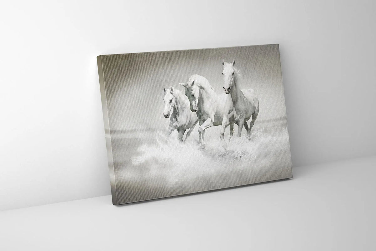 Black and White Stallions - Animal Print Canvas-Fine Art by Gtaart.ca