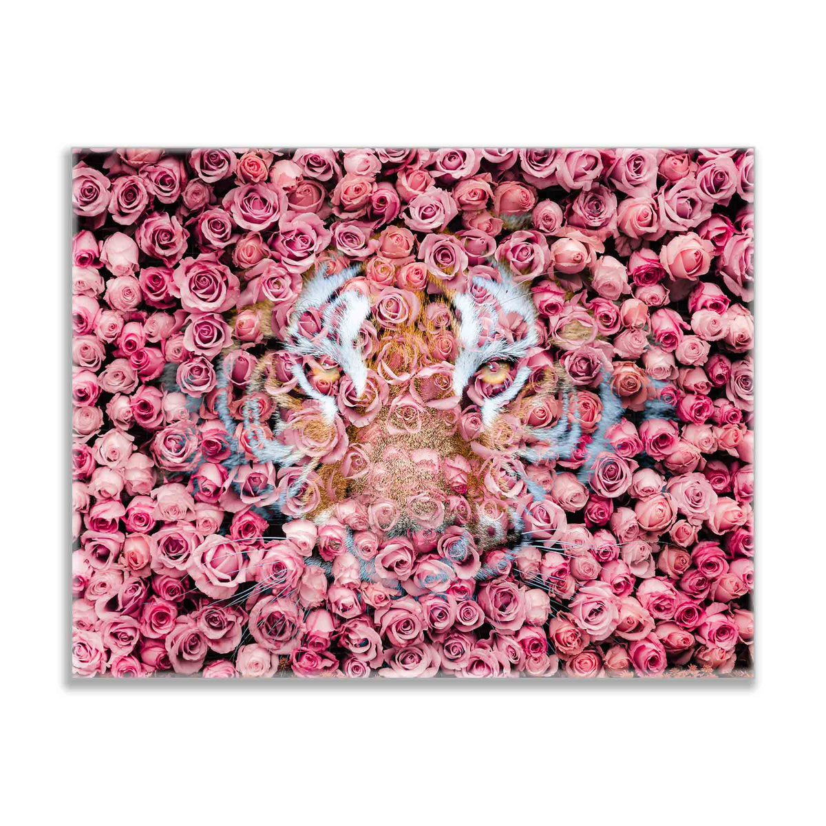 Tiger in the Rose-Wildlife Canvas Prints- Animal Art- Gold varnish by Gtaart.ca