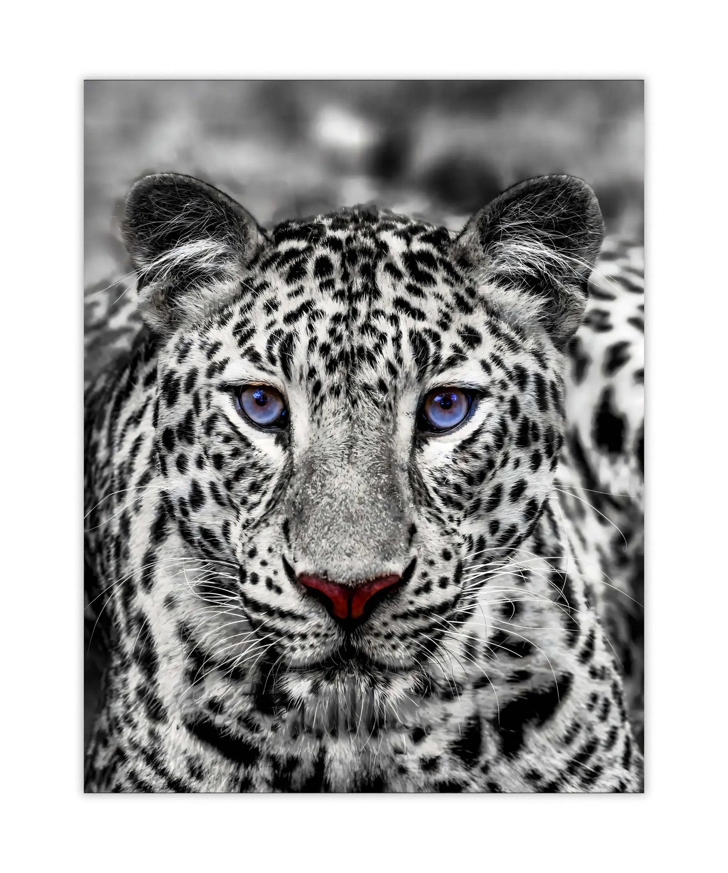 Canvas print-Blue Eyed White Tiger- Wildlife art by Gtaart.ca