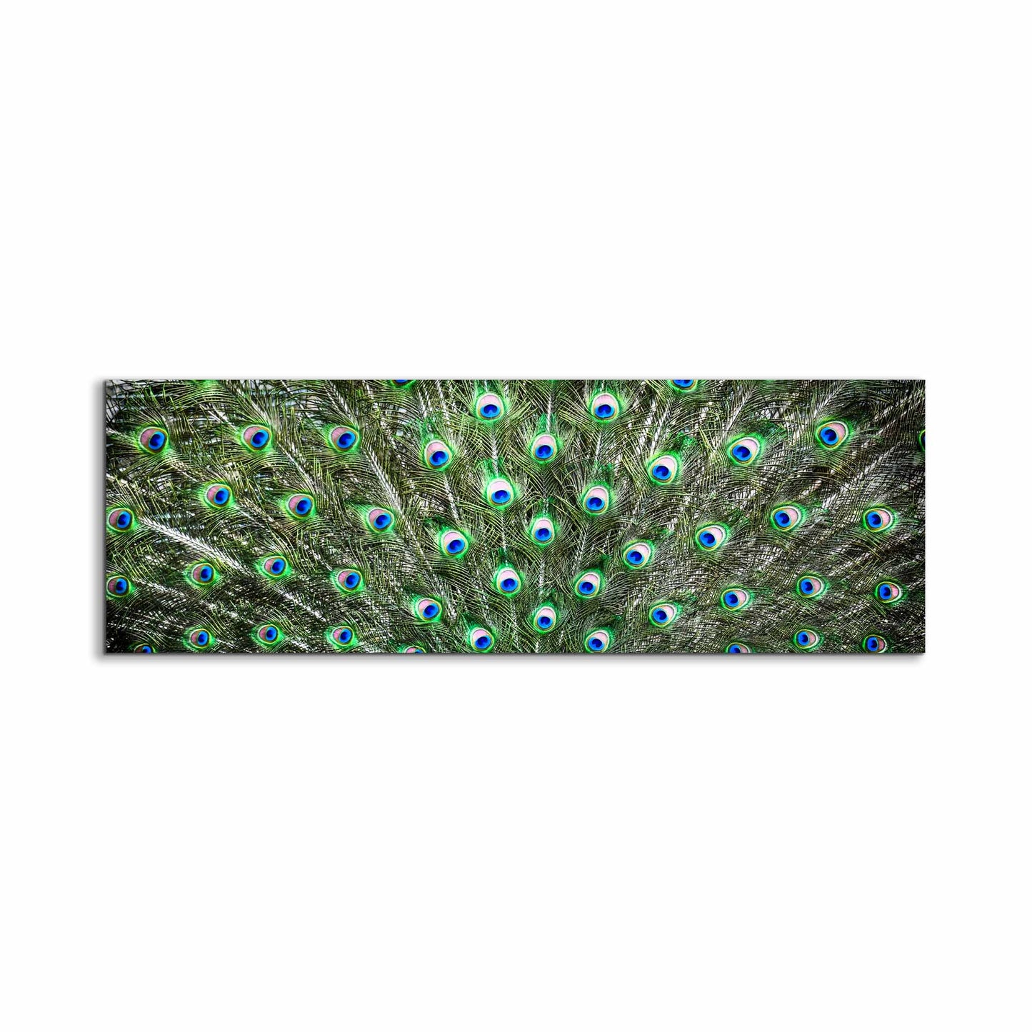 Large Canvas Wall art-Peacock Feathers-Nature Artwork by Gtaart.ca