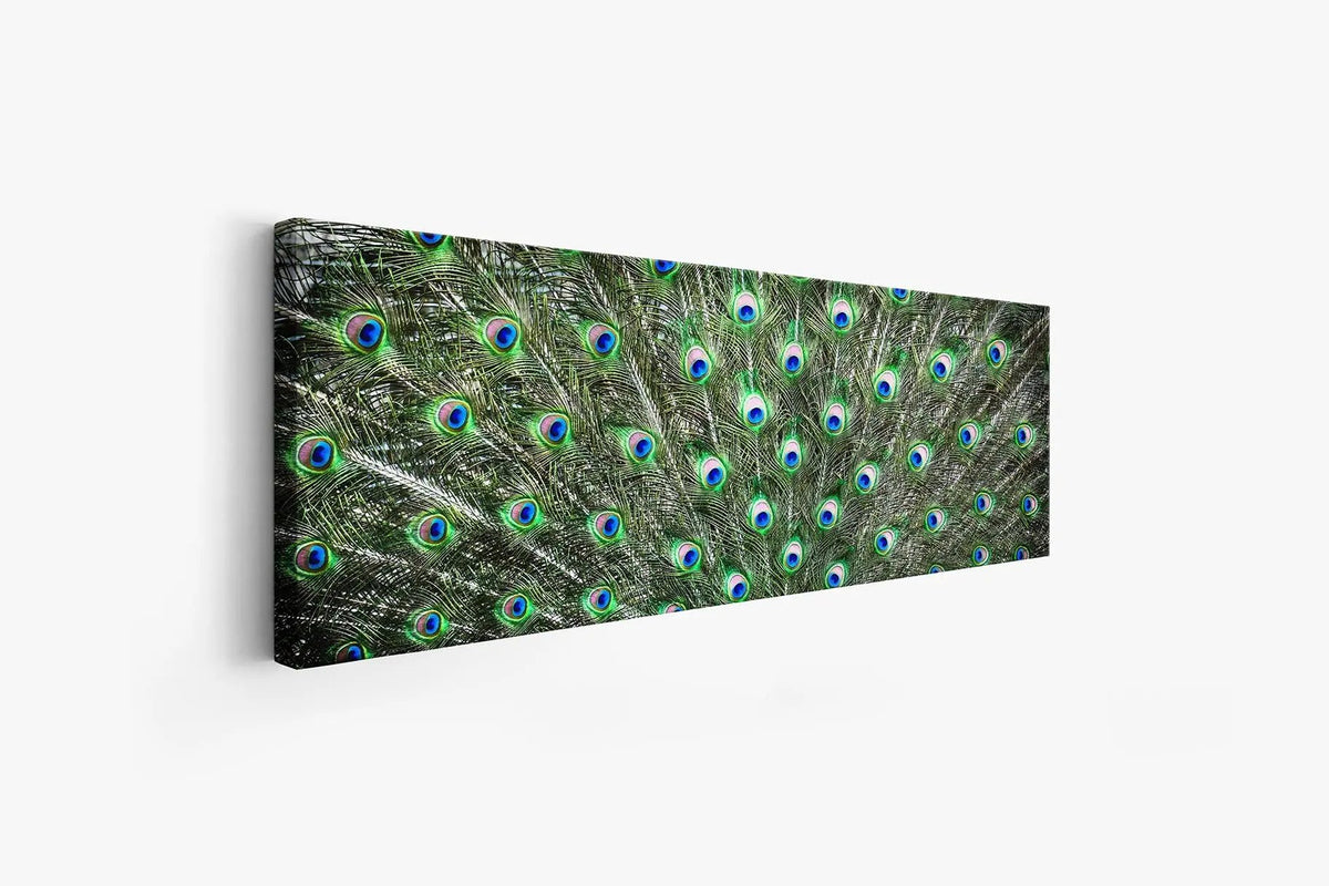 Large Canvas Wall art-Peacock Feathers-Nature Artwork by Gtaart.ca