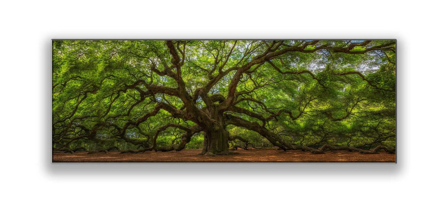 Angel Tree 72" x 24" Fine Art Canvas Print by GTAART.CA