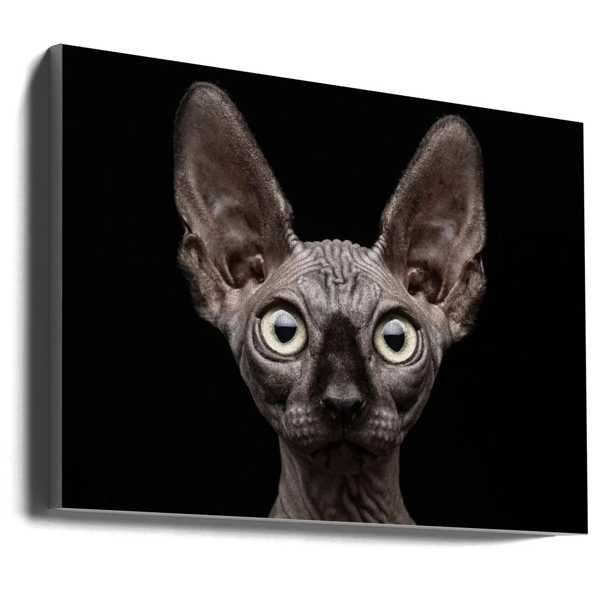 Wall art Sphynx Cat by Patrick Matte