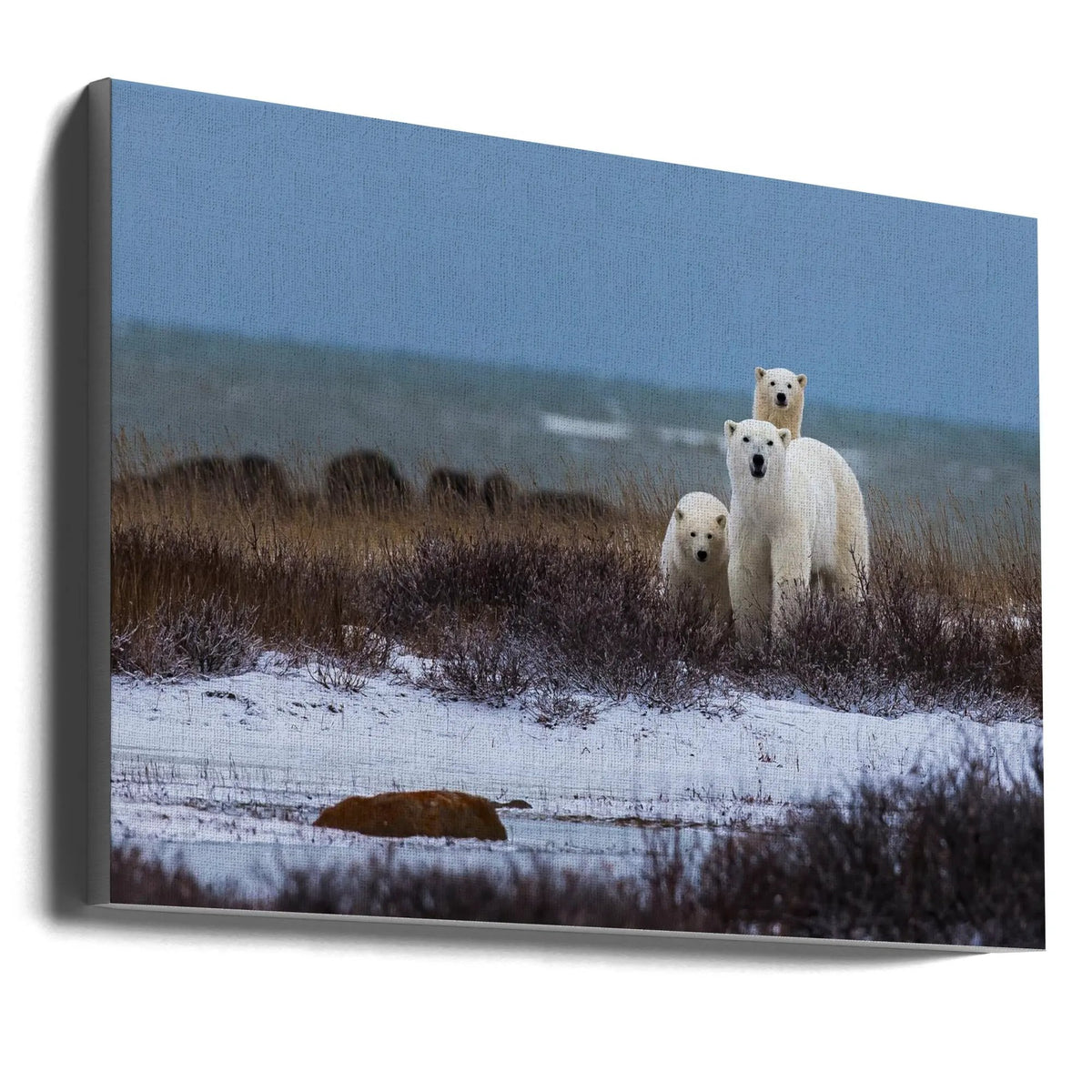 Wall art Mother bear with cubs, Hudson bay in the background by Giorgio Disaro