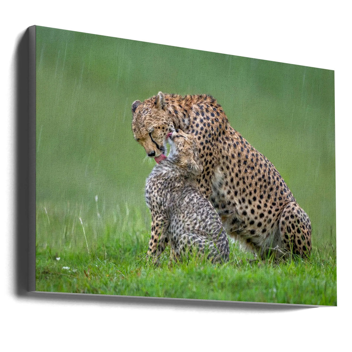 Wall art Cheetah with cub in the rain.Felines by Xavier Ortega