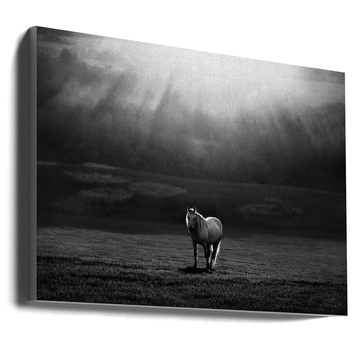 Wall art morning appearance. Hourses by Peter Svoboda MQEP
