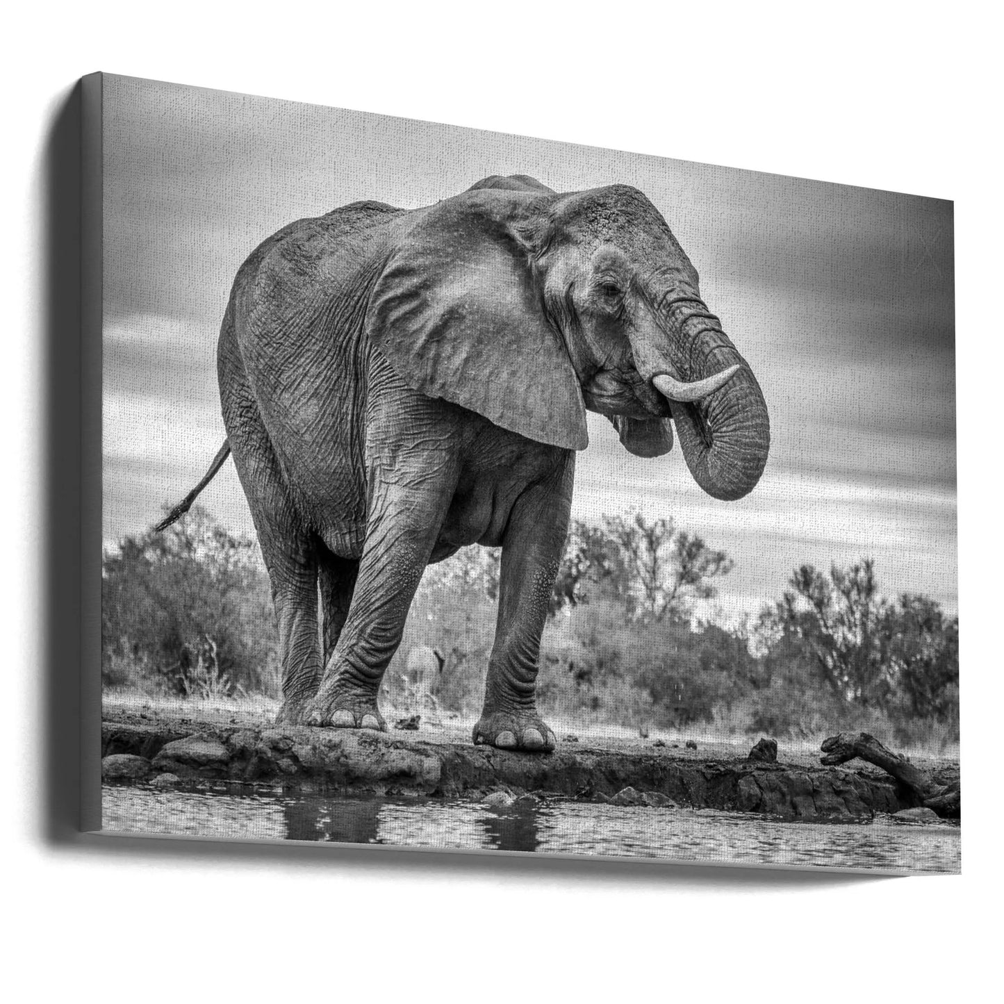 Wall art Standing Proud. Elephant by Jaco Marx