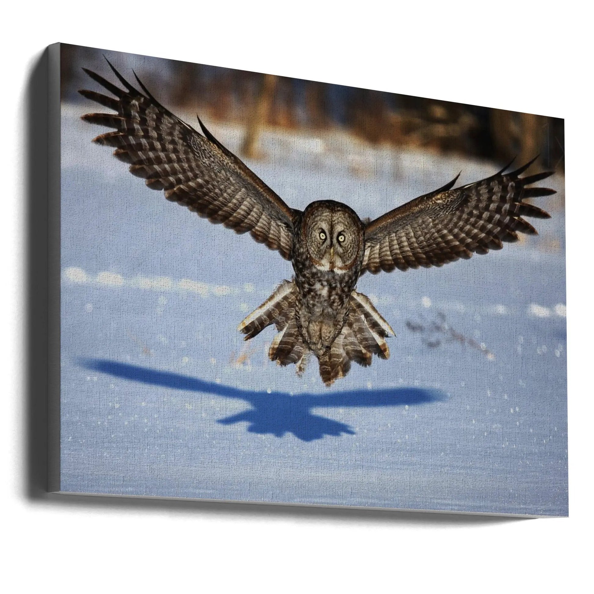 Wall art In your face - Great Grey Owl by Jim Cumming