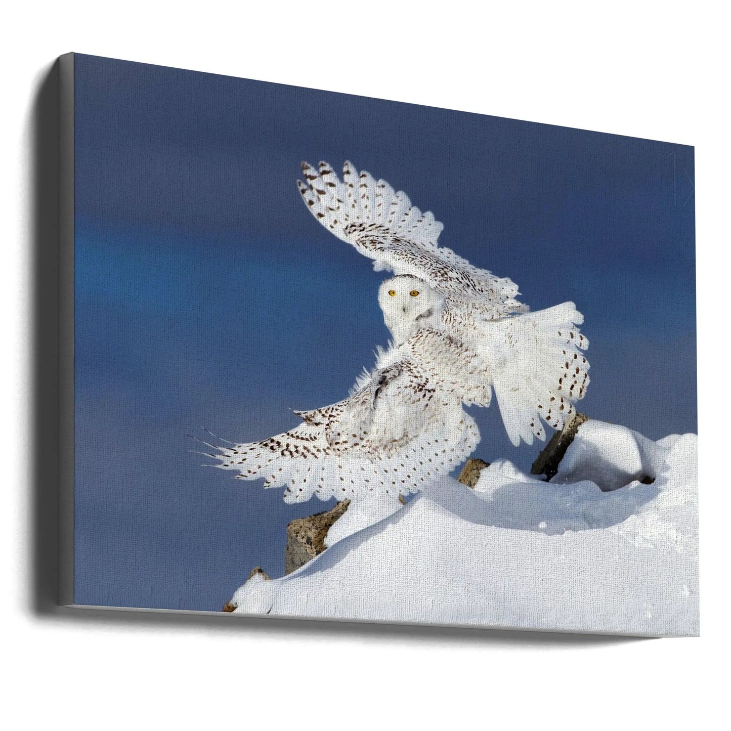 Wall art Snowy Owl in Flight by Jim Cumming