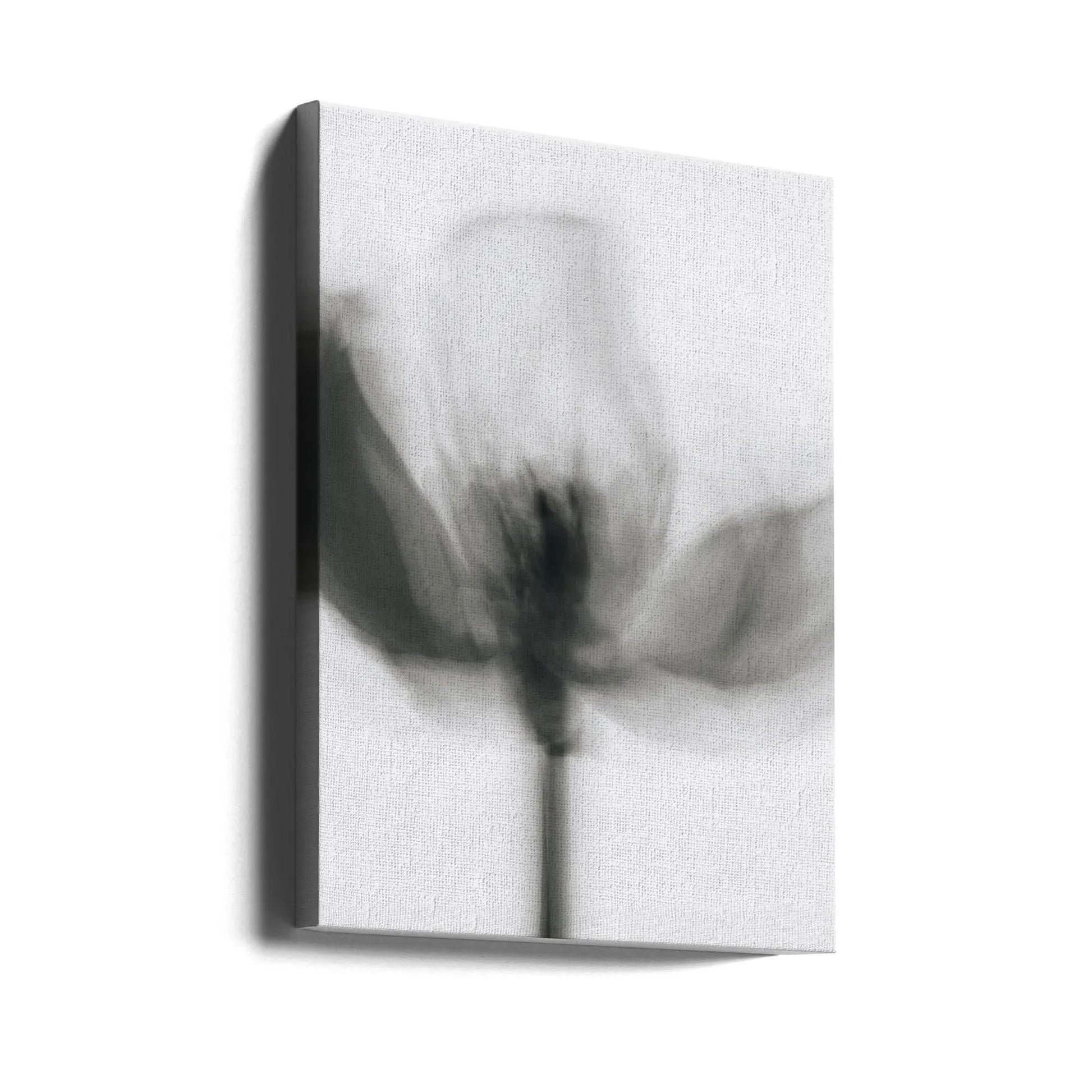 Wall art Mono Tulip by Magda Izzard