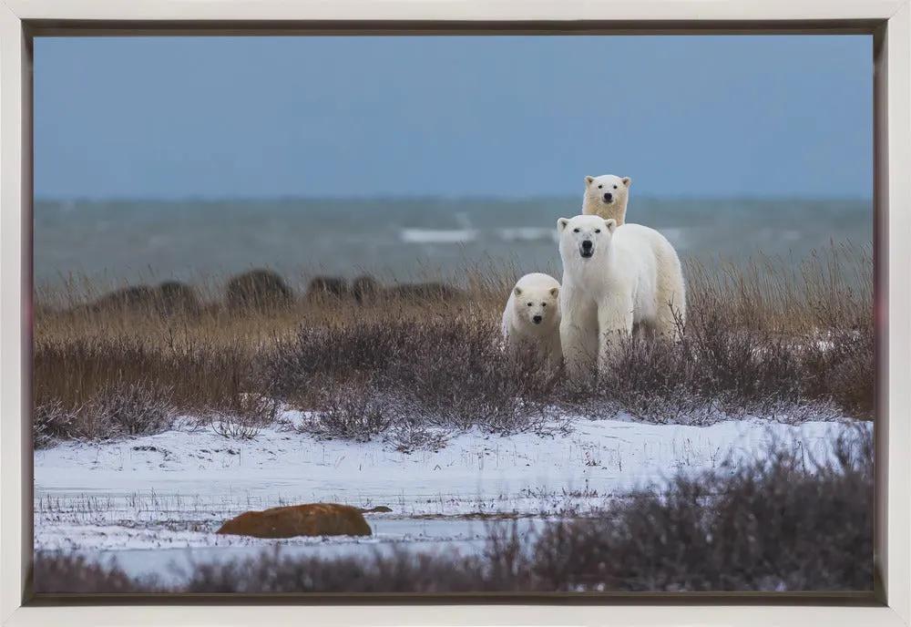 Wall art Mother bear with cubs, Hudson bay in the background by Giorgio Disaro