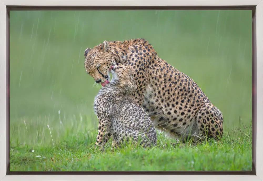 Wall art Cheetah with cub in the rain.Felines by Xavier Ortega