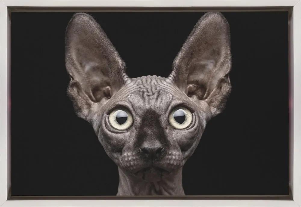 Wall art Sphynx Cat by Patrick Matte