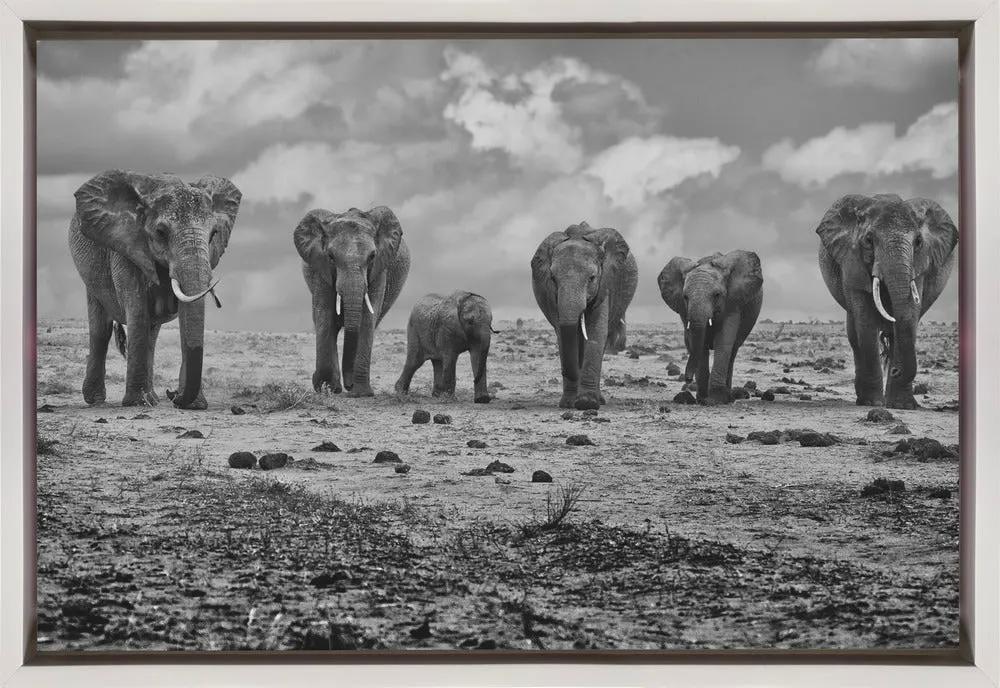 Wall art Big Family. Elephants by Marcel Rebro