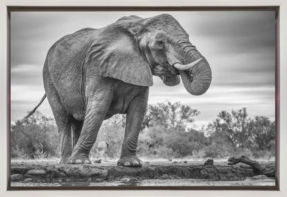Wall art Standing Proud. Elephant by Jaco Marx
