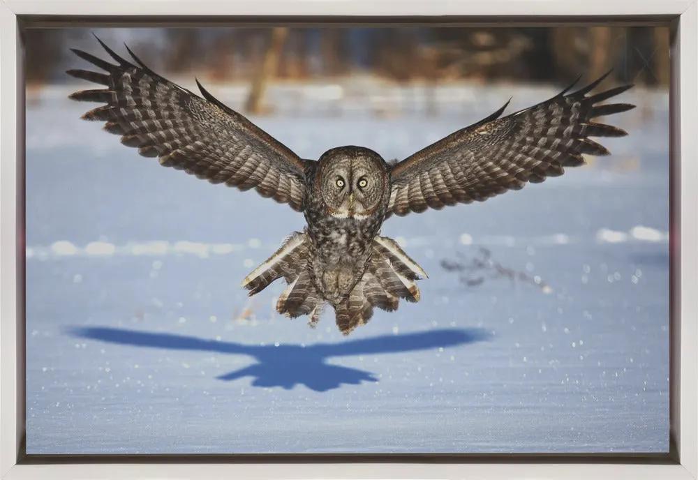 Wall art In your face - Great Grey Owl by Jim Cumming