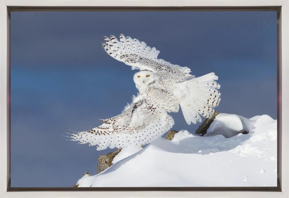 Wall art Snowy Owl in Flight by Jim Cumming