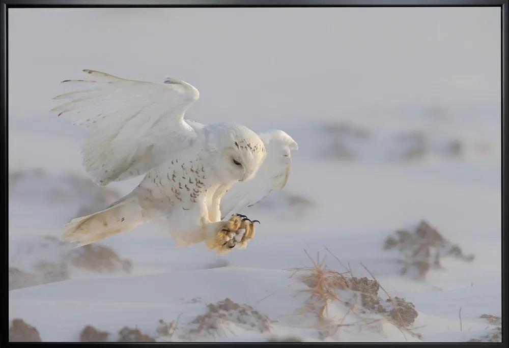 Wall art Landing by Cheng Chang