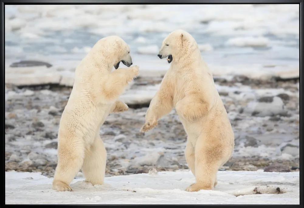 Wall art Fight ! by Alessandro Catta