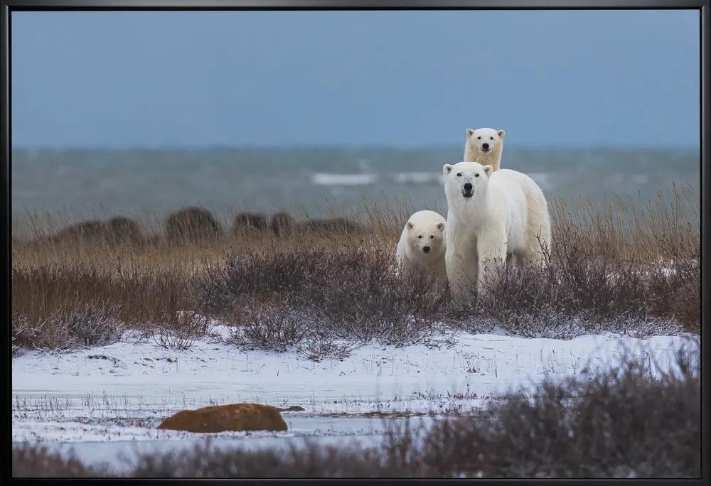Wall art Mother bear with cubs, Hudson bay in the background by Giorgio Disaro