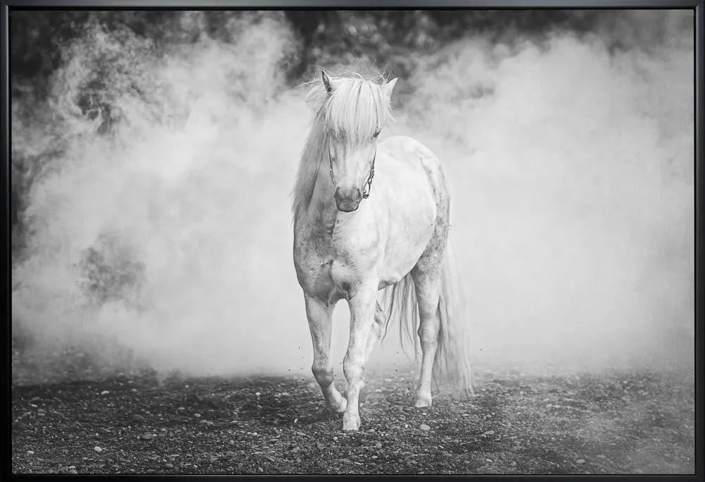 Wall art Icelandic pony by Jeffrey C. Sink
