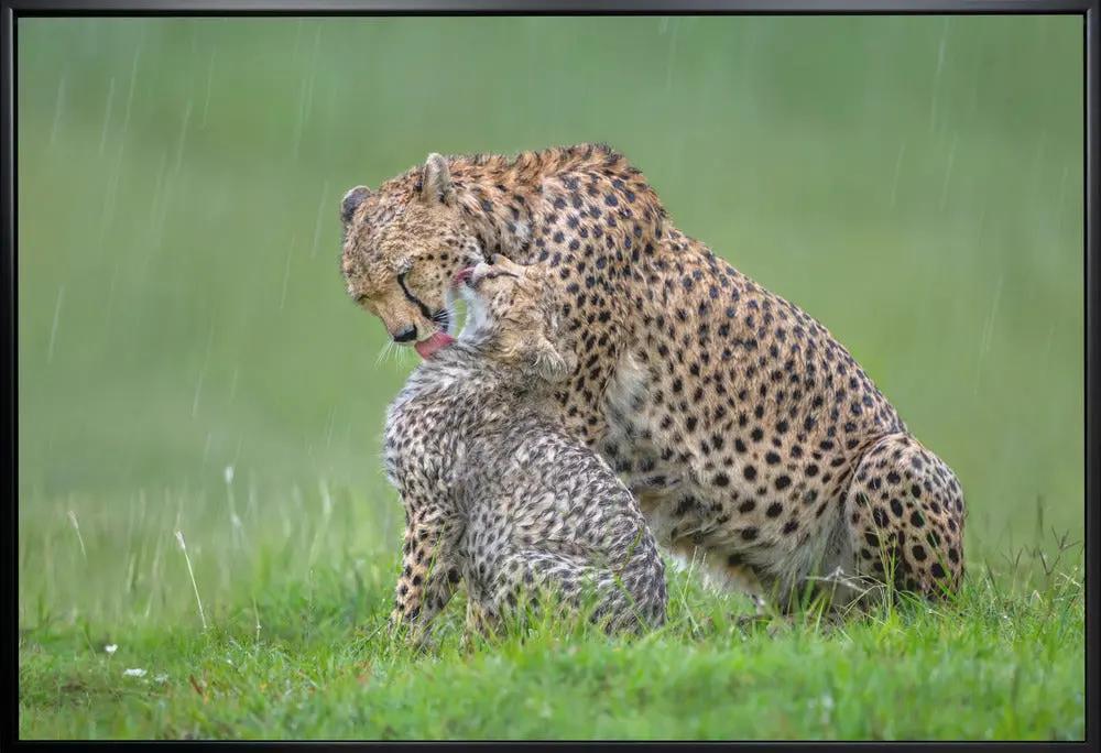 Wall art Cheetah with cub in the rain.Felines by Xavier Ortega