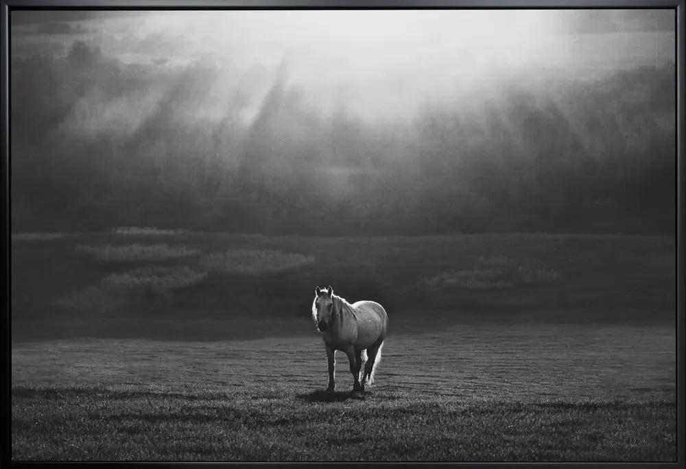 Wall art morning appearance. Hourses by Peter Svoboda MQEP