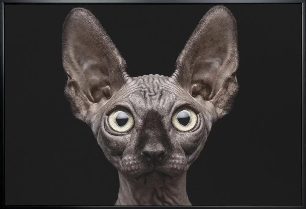 Wall art Sphynx Cat by Patrick Matte