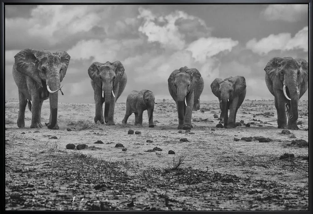 Wall art Big Family. Elephants by Marcel Rebro