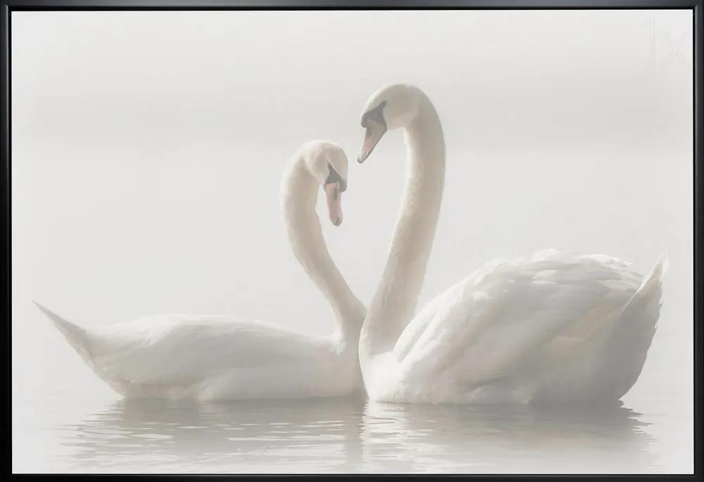 Wall art Forever. Swam by Monika Schwager