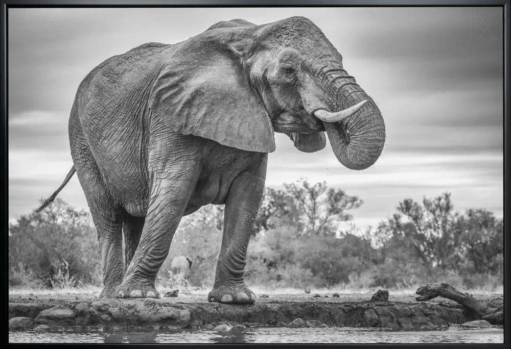 Wall art Standing Proud. Elephant by Jaco Marx