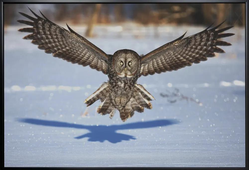 Wall art In your face - Great Grey Owl by Jim Cumming