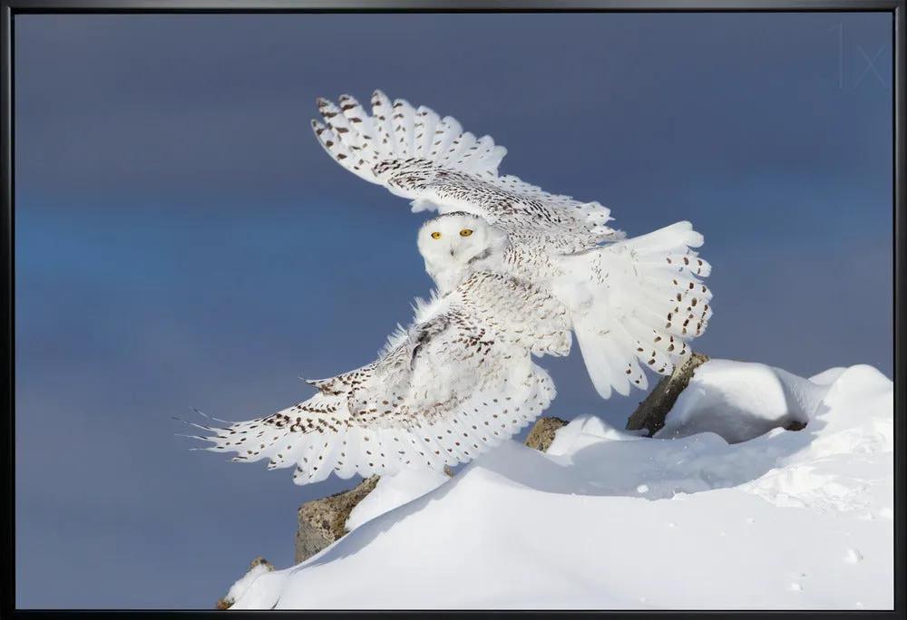 Wall art Snowy Owl in Flight by Jim Cumming