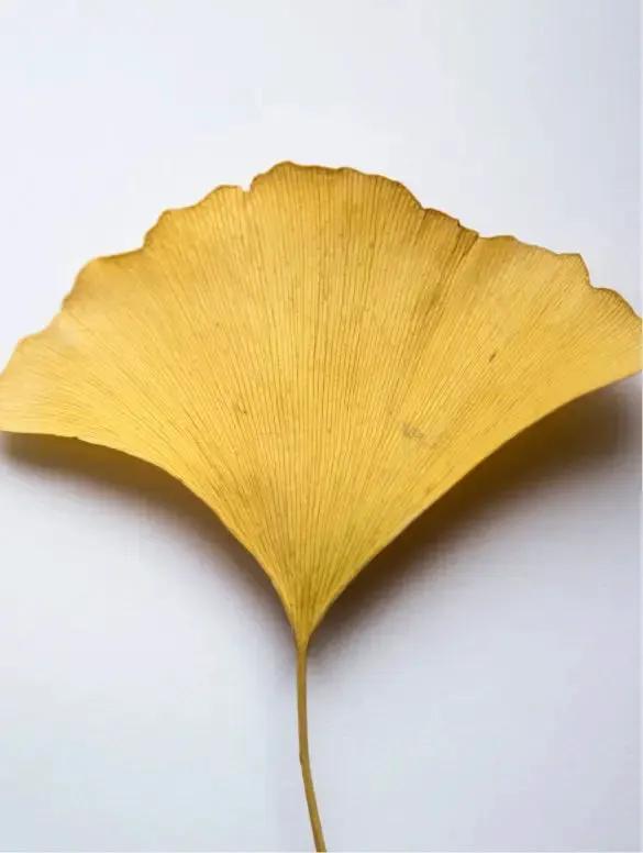 Ginkgo Booster - Mindful Radiance - Antioxidant Ginkgo Gel Booster by Selfnamed