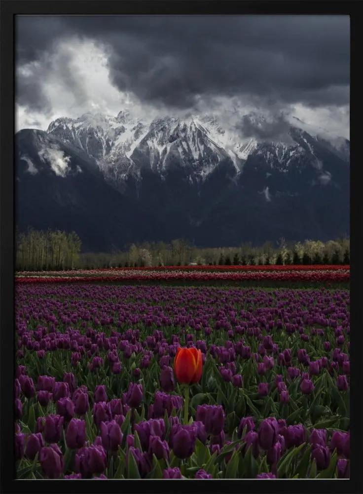 Wall art Tulip in Vancouver, Canada by Leon U