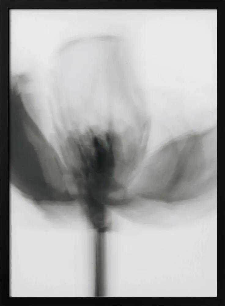 Wall art Mono Tulip by Magda Izzard