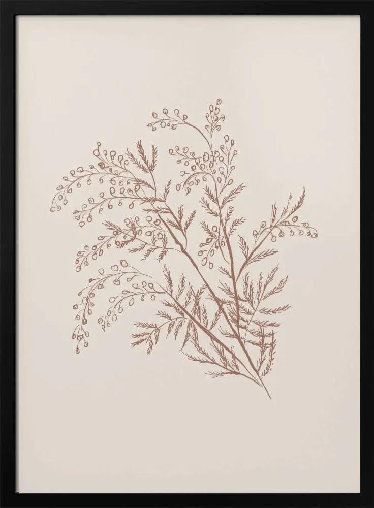 Wall art Acacia Botanical Branch by Anis Illustration