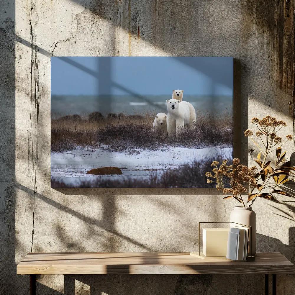 Wall art Mother bear with cubs, Hudson bay in the background by Giorgio Disaro
