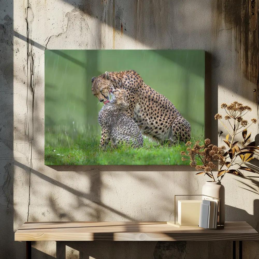 Wall art Cheetah with cub in the rain.Felines by Xavier Ortega