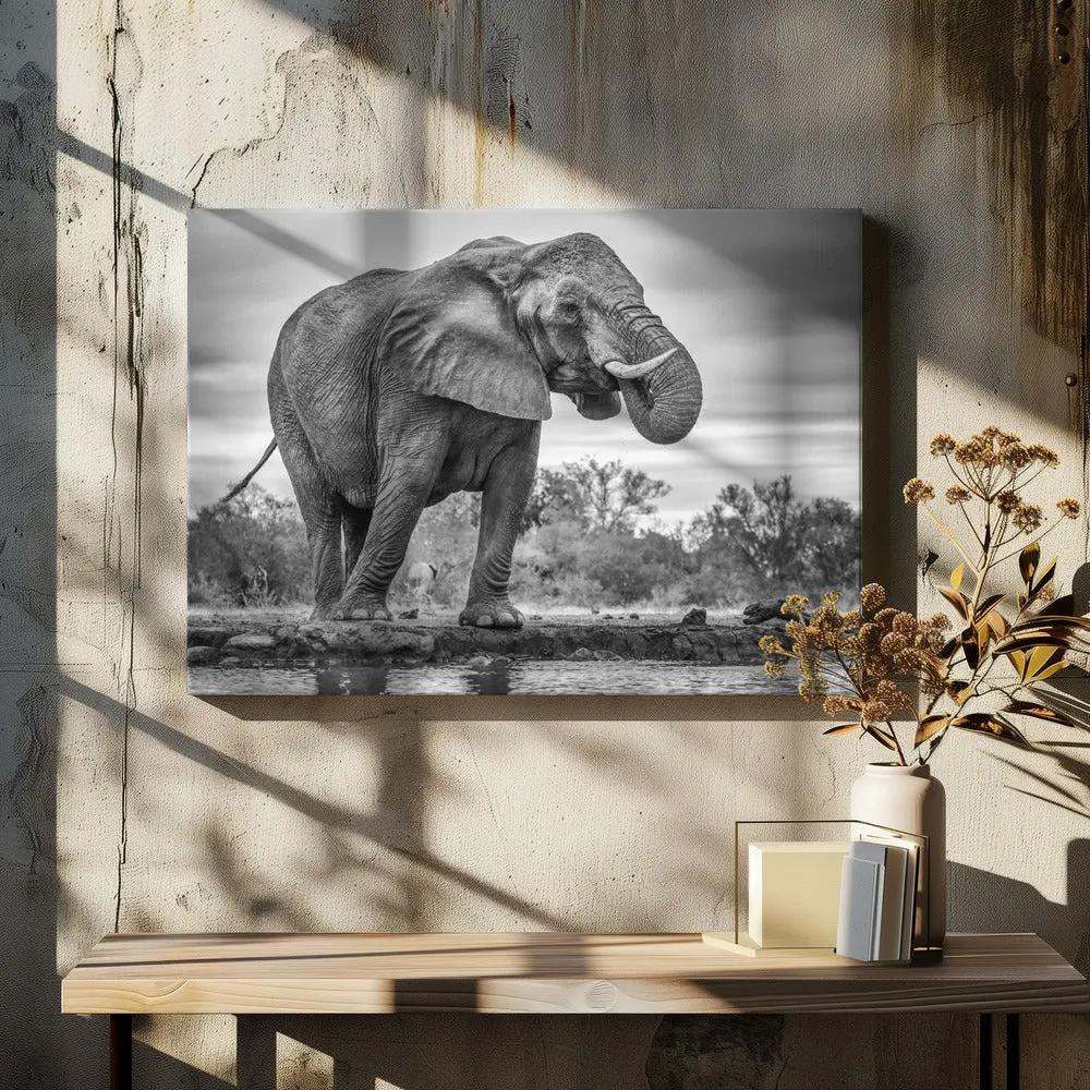 Wall art Standing Proud. Elephant by Jaco Marx