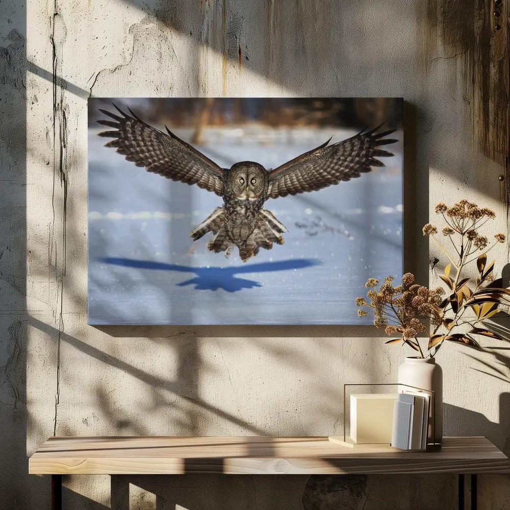 Wall art In your face - Great Grey Owl by Jim Cumming