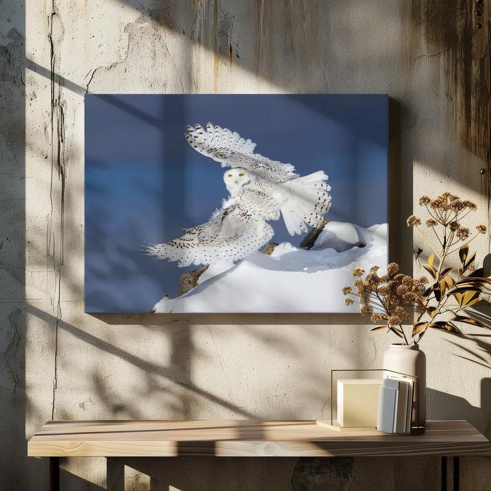 Wall art Snowy Owl in Flight by Jim Cumming
