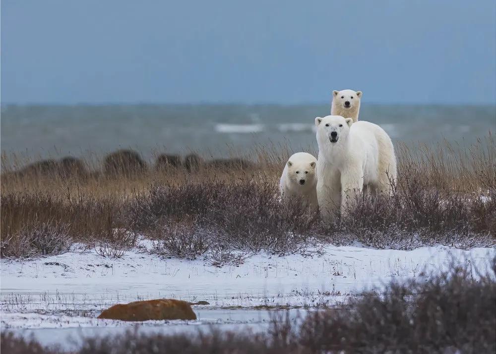 Wall art Mother bear with cubs, Hudson bay in the background by Giorgio Disaro
