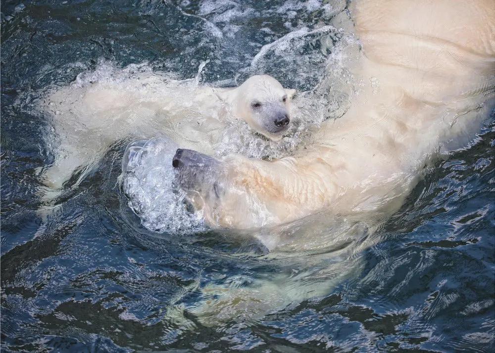 Wall art HER CUTENESS, swimming with mum by Antje Wenner-Braun