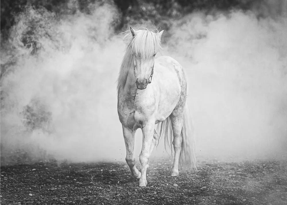Wall art Icelandic pony by Jeffrey C. Sink